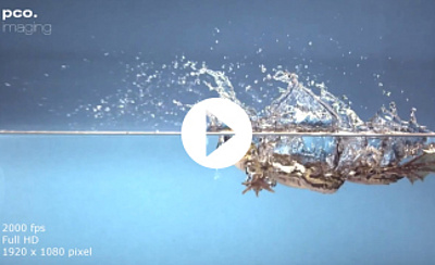 pco.dimax highspeed gallery: Frog jumps to the water