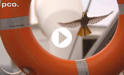 pco.dimax video birds in regensburg