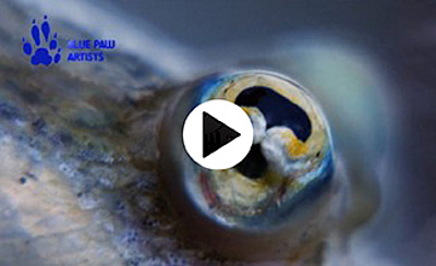 Four eye fishes Blue Paw Artists