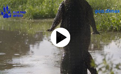 Jumping Crocodile