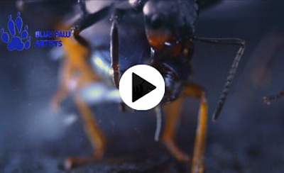 Acid Splash Defense or Bombardier Beetle