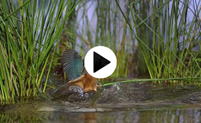 Young Kingfisher