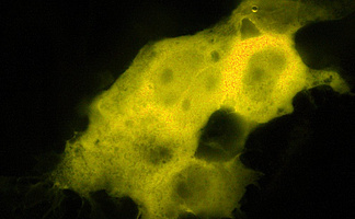 pco.flim Fluorescence Lifetime Distribution of HEK cells having expressed CFP for control