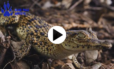 Tough Life of young crocodiles