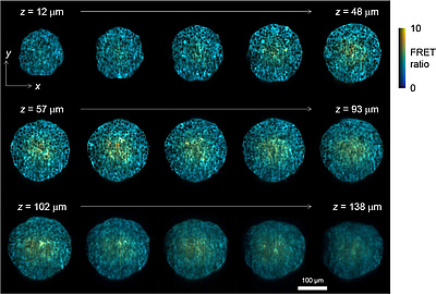 Montage of a sub-set of acquired z-planes at 9 μ m intervals from a single HEK293T FLII12Pglu- 700μδ6 spheroid