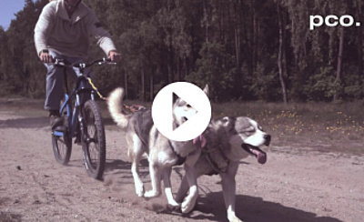 pco.dimax highspeed gallery: Summer Husky Sledge