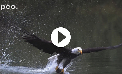 pco.dimax highspeed gallery: Birds in slow motion
