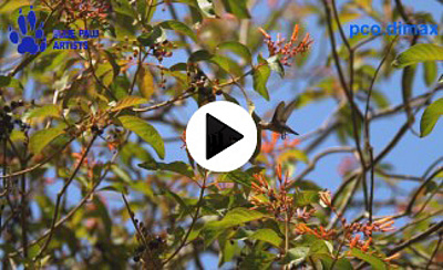 Bee Hummingbird