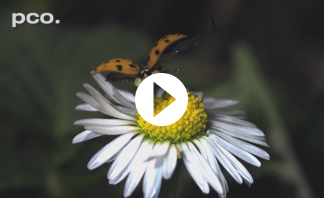 SLow Motion of Ladybugs XXL with pco.dimax